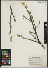 Foto von Salix richardsonii Hook.